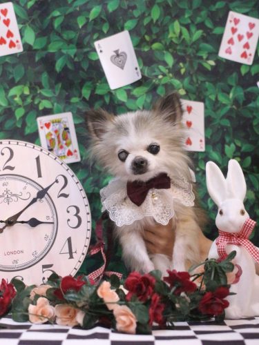 20250425クラウディアちゃん